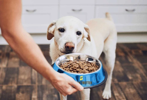 Personalized Dog Bowls for Pet Owners